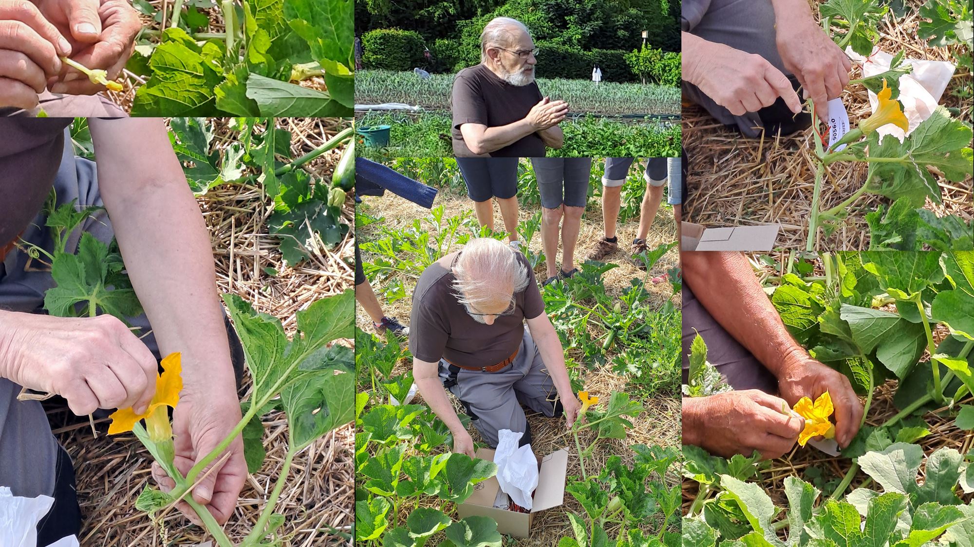 2023 06 CUCURBITACEES