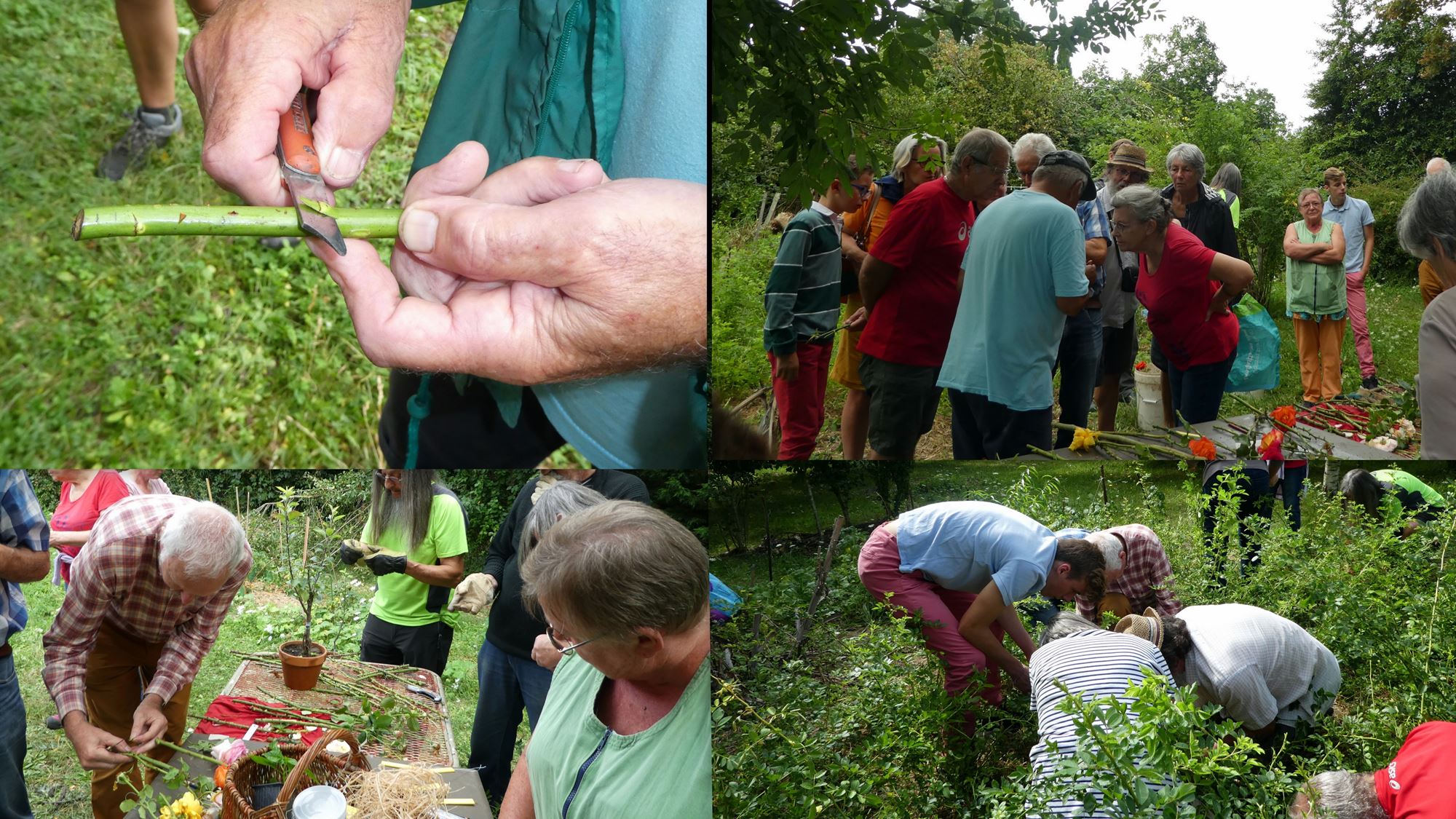 2023 08 19 Greffe Rosiers al 1