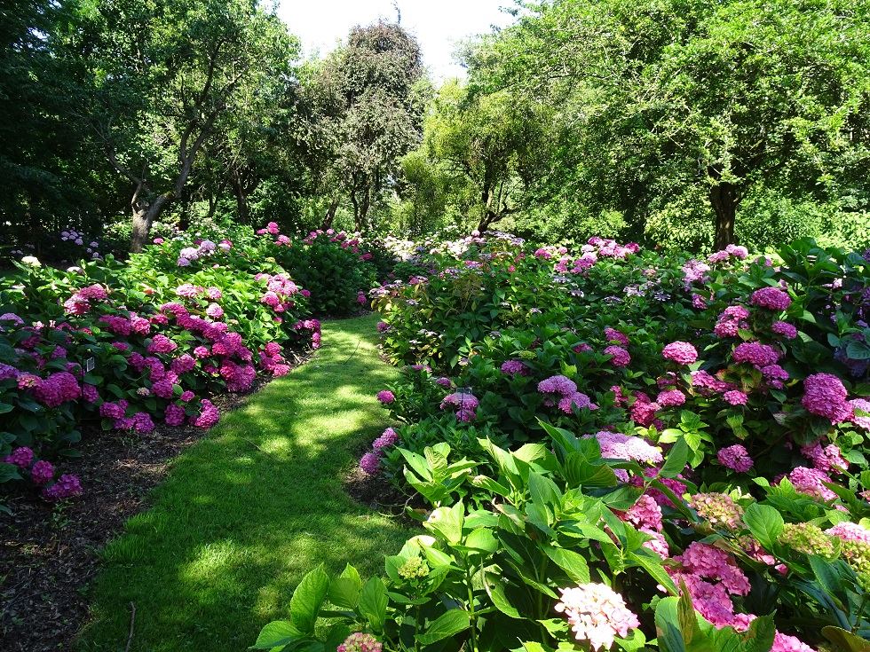 2019 G Allard jardiniers de l authion 5