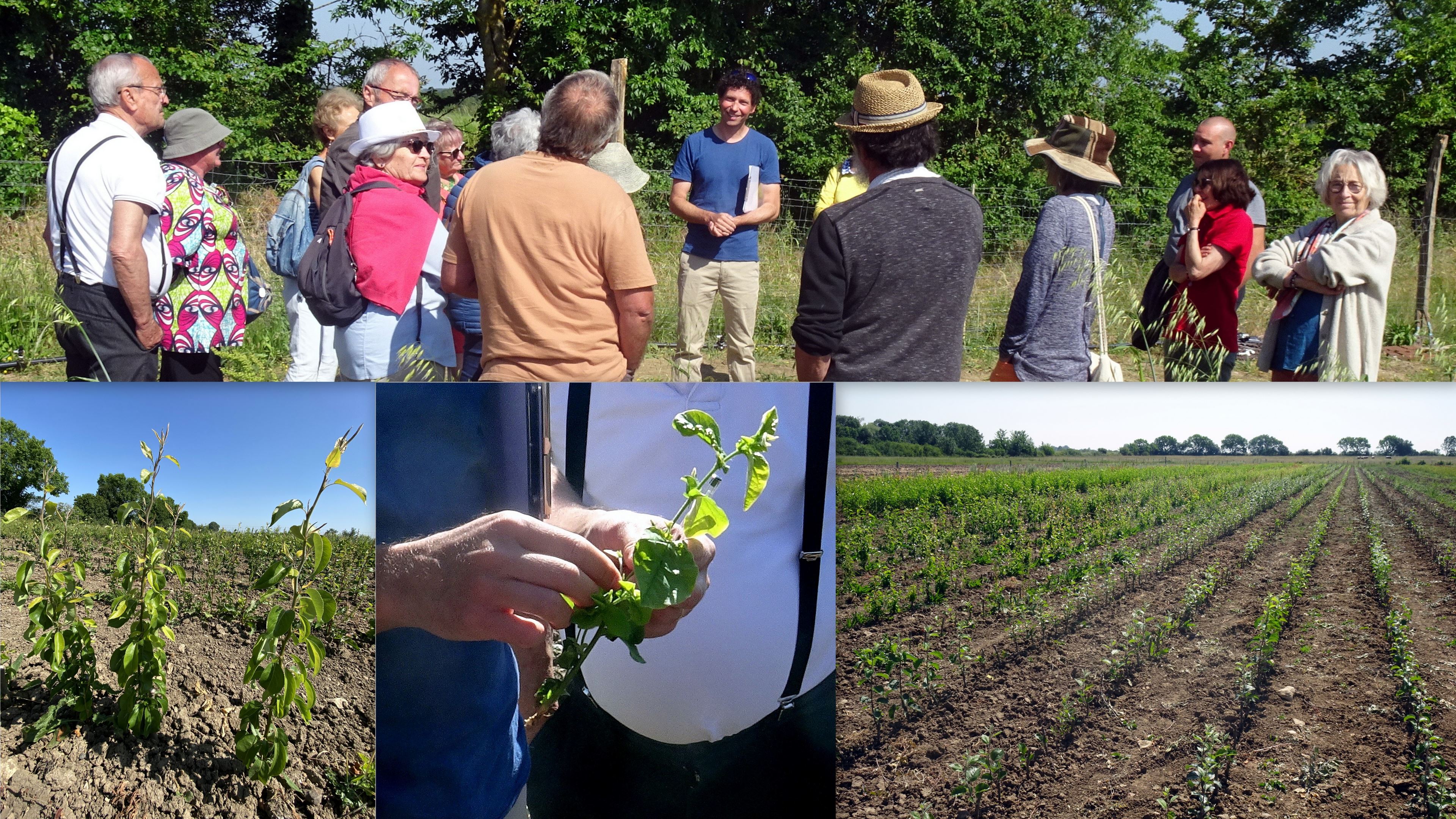 2023 06 03 pepiniere clos des arbres montreuil bellay 11