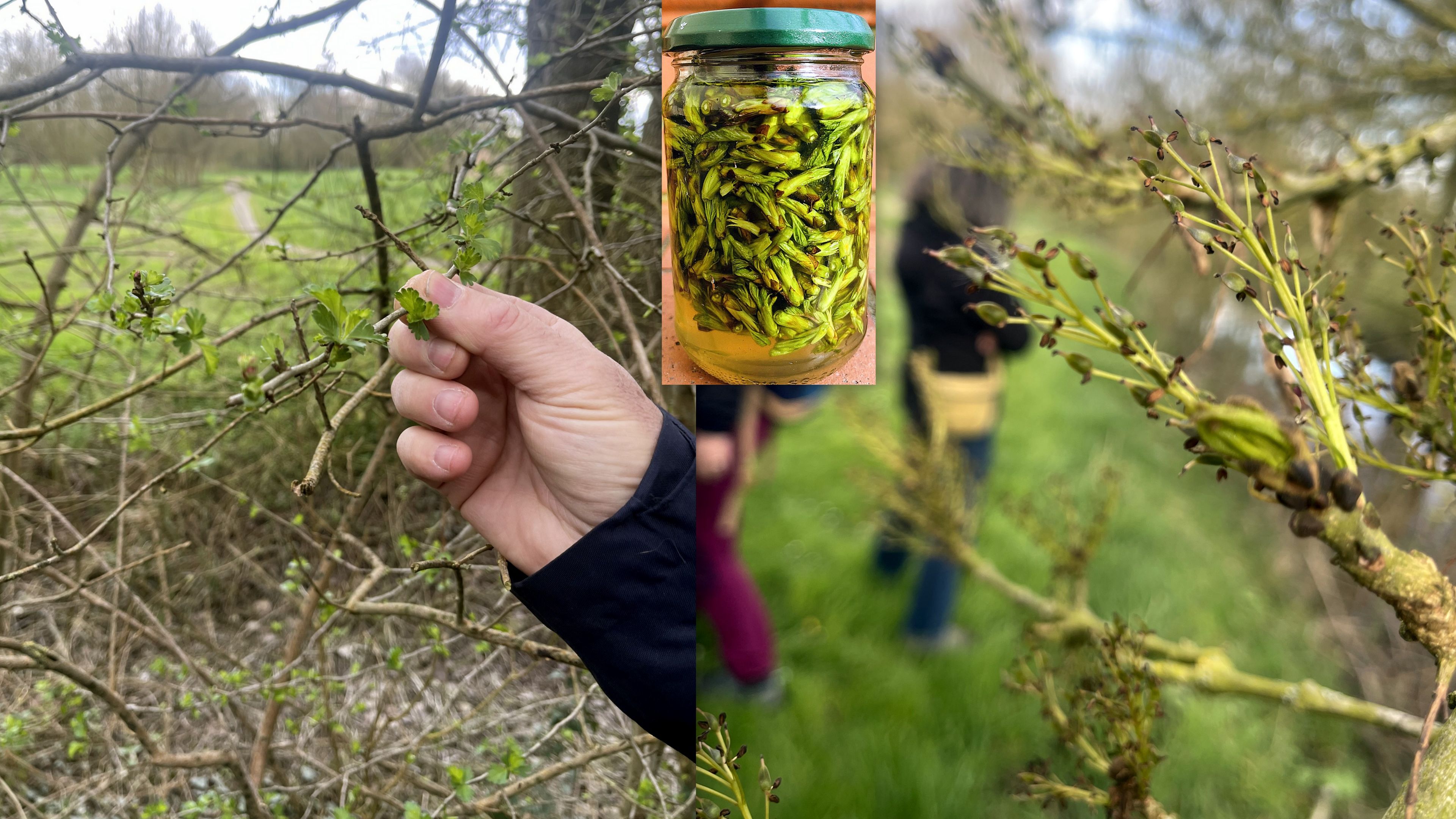 2025 03 22 gemmotherapie 1