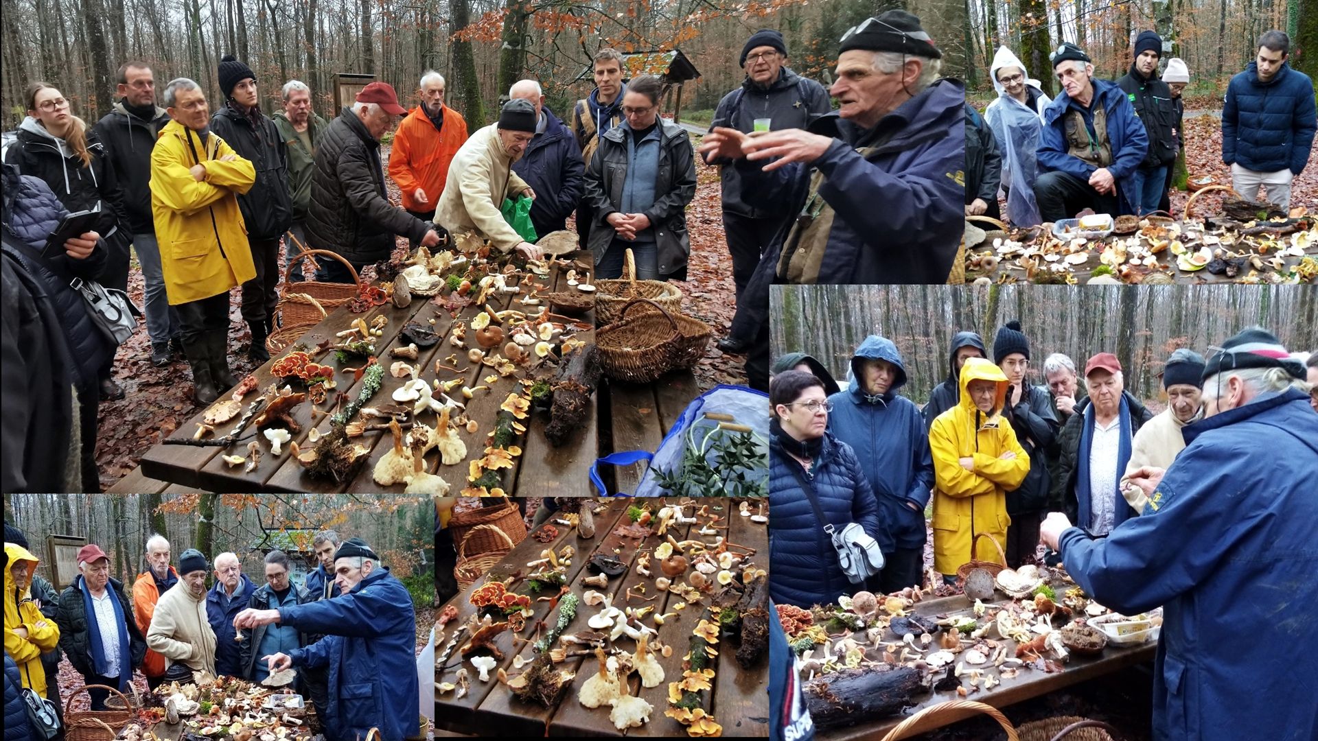 2025 12 07 sortie champignons 2